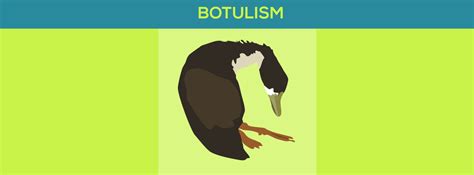 Botulism In Pet Ducks