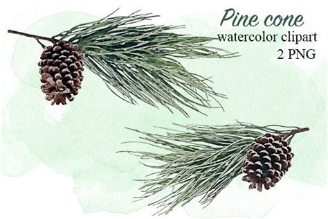 Pine Cone Watercolor Clipart Graphic by AQVAMARYPRO · Creative Fabrica