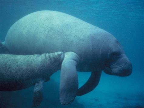 Understanding The Habitat Of Manatees, 57% OFF