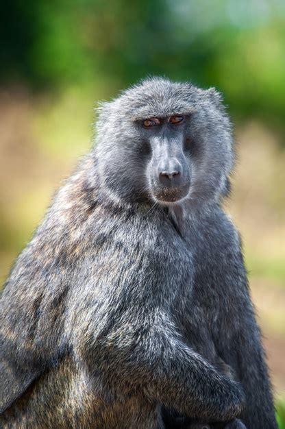 Free Photo Young Olive Baboon In National Park Of Kenya Africa