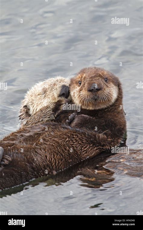 Sea Otter Mom and Pup Stock Photo - Alamy