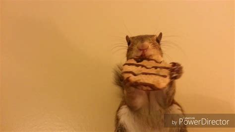 Fat Squirrel Eating Cookie Splinter Youtube