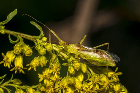 Pale Green Assassin Bug Zelus Luridus Bugguide Net