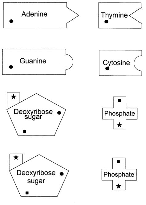 Dna Replication Lab Biology Junction