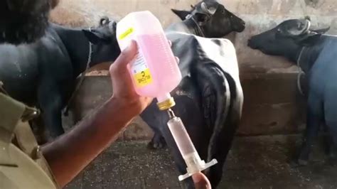 How To Doctor Buffalo Treatment At Farm With Neurobion Injection Youtube