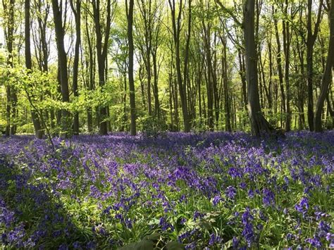 Stunning Bluebell Woods In Hertfordshire Smudged Postcard