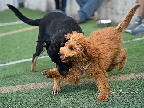 Puppy Training - Pup Pup And Away SA