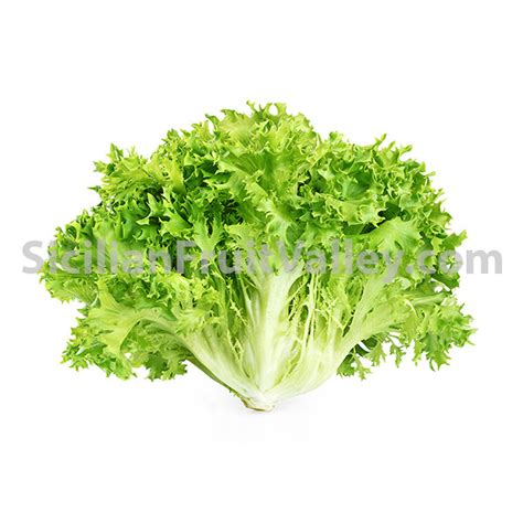 Lettuce – Endive (each) – Sicilian Fruit Valley Online Ordering