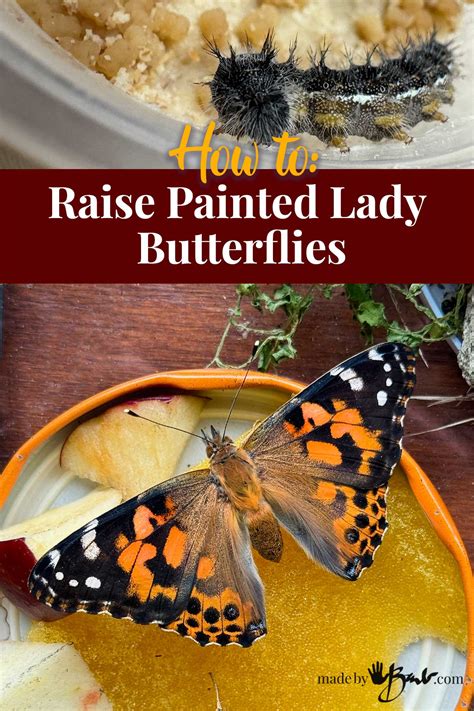 How to Raise Painted Lady Butterflies - Made By Barb - easy magic