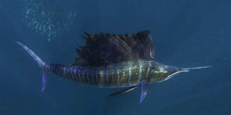 Fun Atlantic Sailfish Facts For Kids | Kidadl