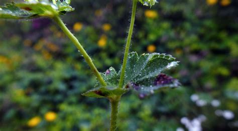 Alchemilla Rosaceae Image At Phytoimages Siu Edu