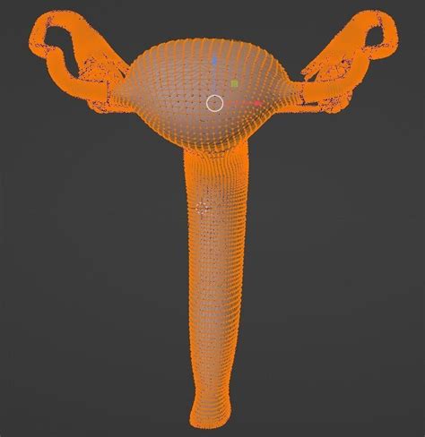 3d Model Of Female Reproductive System 3d Model Cgtrader