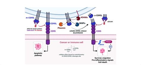 Cd95 Cd95l Mediated Signaling Pathways Left Binding Of M Cd95l To