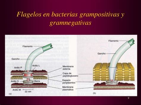 Morfologia Bacteriana 2