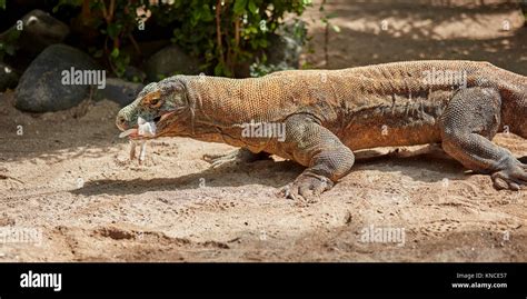 The Komodo Dragon Varanus Komodoensis Eating Dead Rabbit In Bali Bird