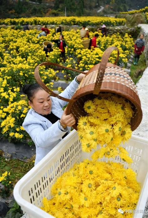 晓关黄草坝村金丝皇菊盛开，欢迎来打卡澎湃号·媒体澎湃新闻 The Paper