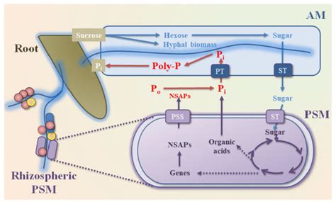 Biology Free Full Text Roles Of Phosphate Solubilizing