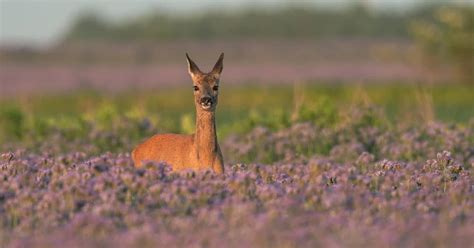 Do Deer Eat Lavender? [ANSWERED] - World Deer