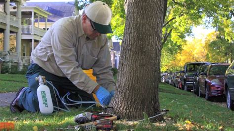 Save Your Ash Trees Youtube