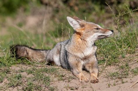 Zorro Gris Pampeano Bostezando En El Entorno De Hierba Pampeana