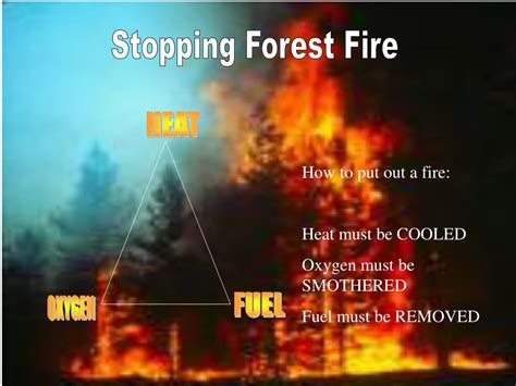 Ppt Forest Fires Powerpoint Presentation Free Download Id 1772294