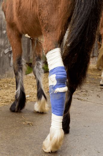 Horse Bandaging Techniques You Need To Know Equindex