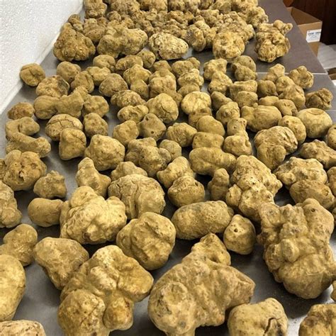 White Truffles