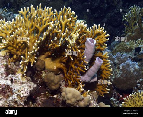 Coral reef with sponges Stock Photo - Alamy