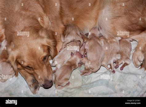 Recién nacido de cachorros de golden retriever primer día tumbado con