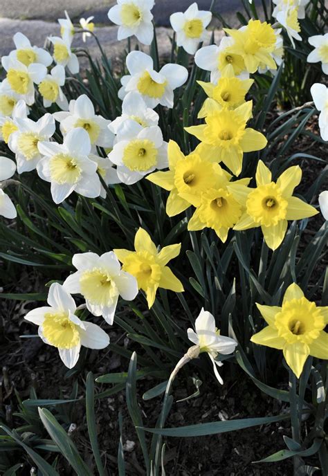 Narcissus (Daffodils, Jonquils, Narcissus, Paper White, Paperwhites ...