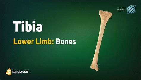 Lower Limb: Bones - Tibia