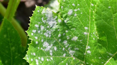 Prevent Powdery Mildew From Taking Over Your Garden With This Crucial Step