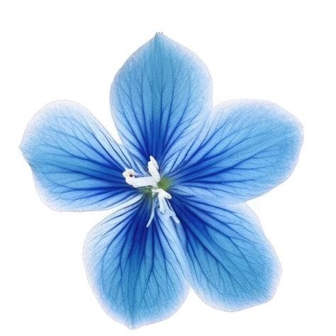 Premium Photo A Blue Flower With A White Spot On The Center