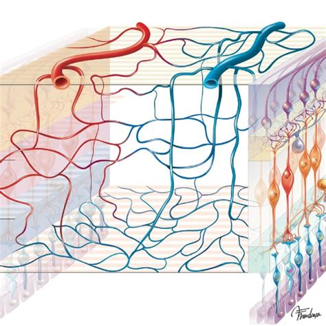 Schematic Representation Of The Parafoveal Vascular Network