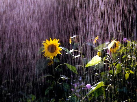 Sunflower Rain Photograph by Wayne King - Fine Art America