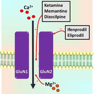 Schematic Representation Of N Methyl D Aspartate Receptor Nmdar