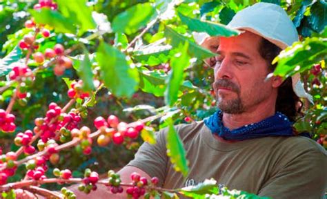 7 Best Costa Rica Coffee Plantation Tours Costa Rica Experts