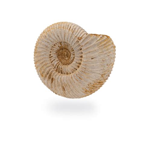 Natural Ammonite Perisphinctes Includes Display Case Mini Museum