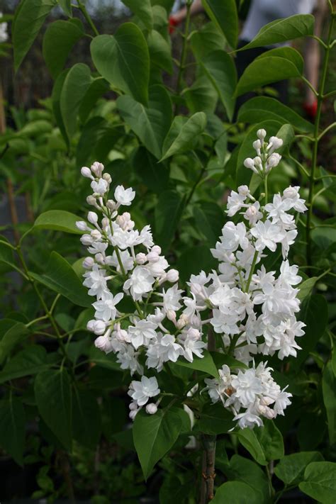 Lilak Pospolity Ellen Willmott Syringa Vulgaris Ellen Willmott