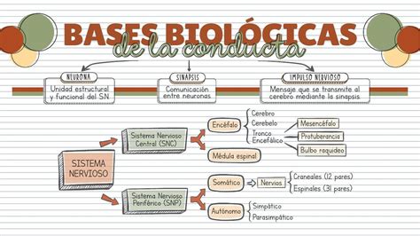 Bases Biológicas de la conducta Lorens Saboya uDocz