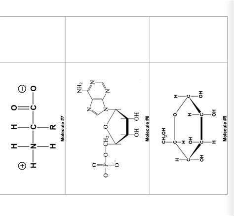 Solved BIOCHEMICAL MOLECULES - STRUCTURE AND FUNCTION ENTER | Chegg.com