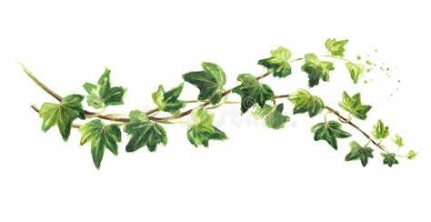 Ivy Branch With Green Leaves Hand Drawn Watercolor Illustration