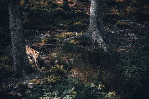 Mehlmeisel Wildpark Waldhaus öffnet Anfang Mai diese Regeln gelten