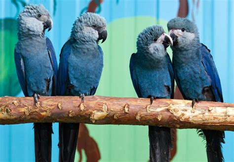 Spix's Macaw, Bird That Inspired 'Rio', Is Now Extinct In The Wild