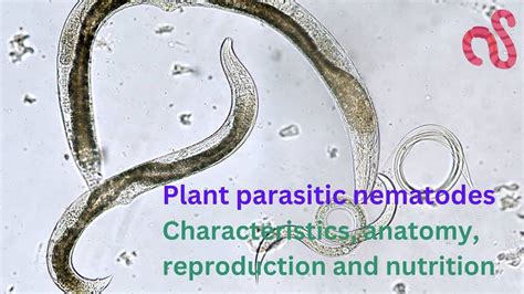 Plant Parasitic Nematodes Morphology Anatomy Reproduction And Life Cycle Youtube