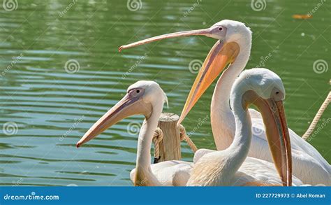 Gran Pelícano Blanco Pelecanus Onocrotalus También Conocido Como