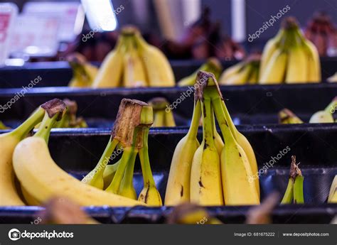 Three Different Types Bananas Counter Store Stock Photo By ©namak 681675222