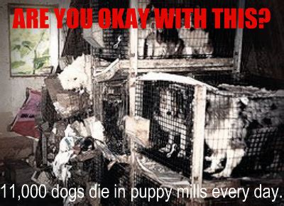 Petition · Stop puppy mills ; Make a difference. · Change.org