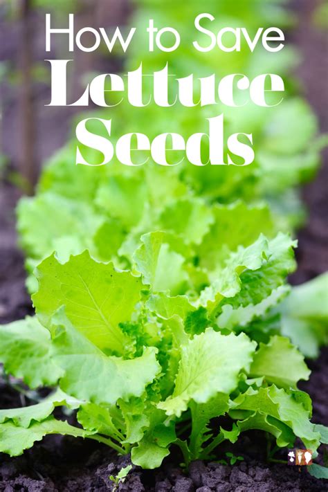 How To Save Lettuce Seeds From The Garden The Kitchen Garten