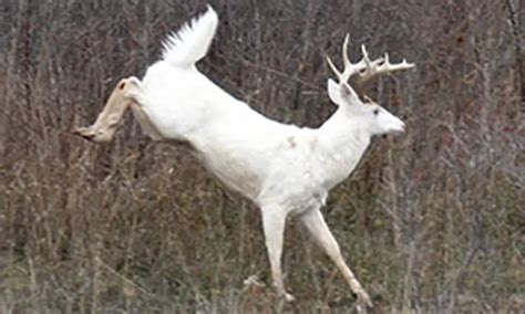 white deer summit finger lakes institute hobart  william smith